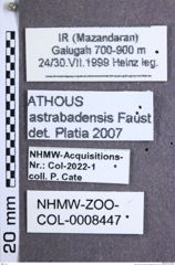 Etikette zu Athous (Orthathous) astrabadensis (Faust, 1877) (NHMW-ZOO-COL-0008447)